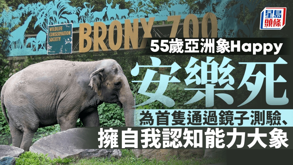 全球第一頭通過鏡子測驗 擁自我認知能力 55歲亞洲象Happy安樂死