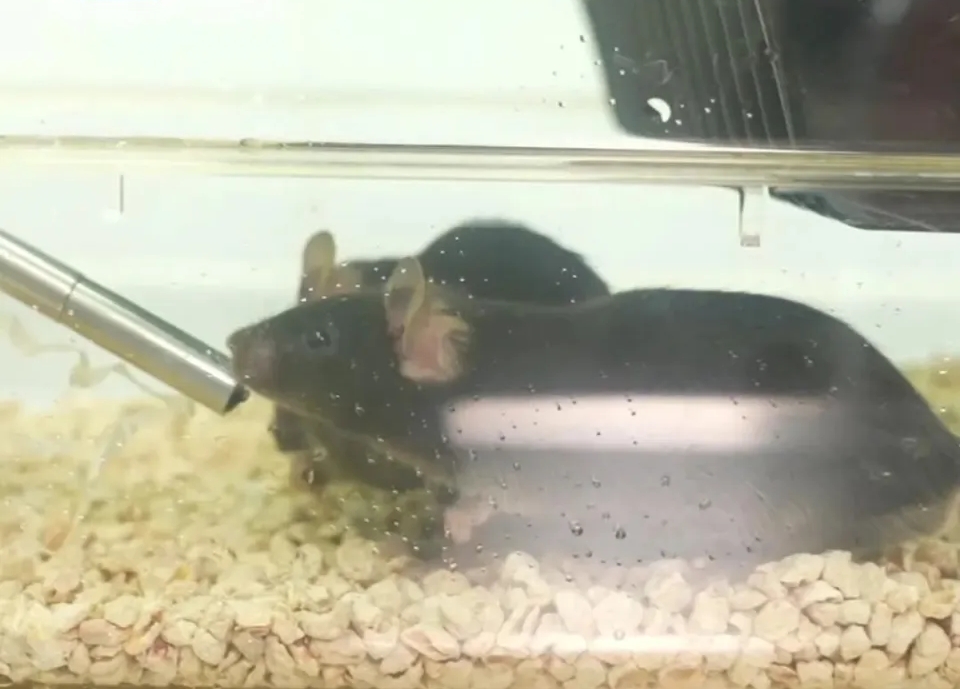 4隻太空小鼠返回地球,感覺良好。 4隻太空小鼠返回地球,感覺良好。