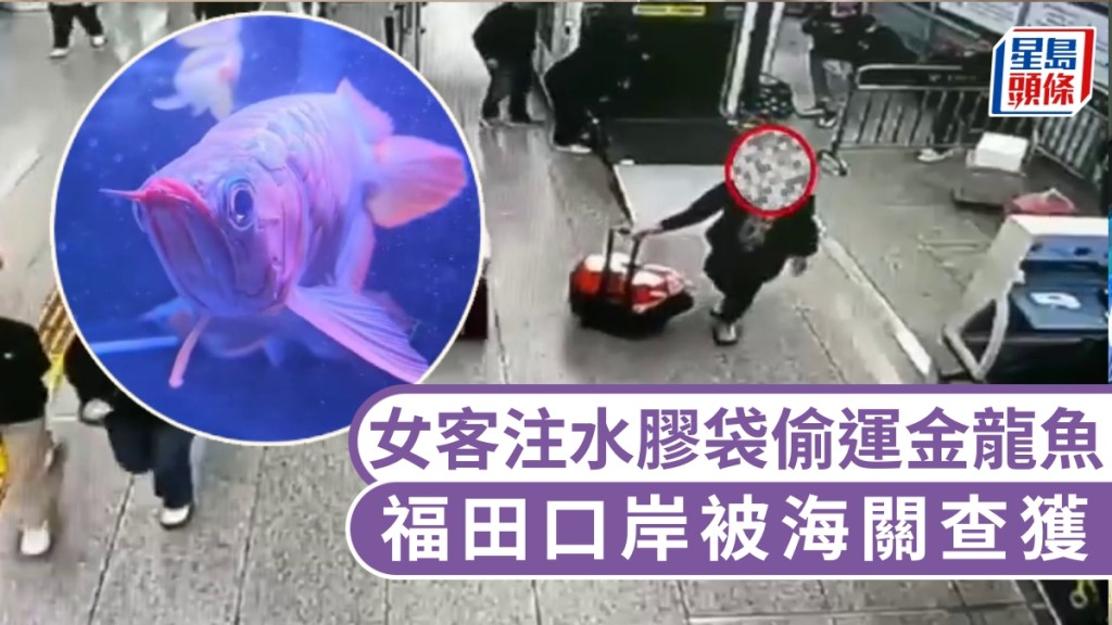 背包、拉車藏金龍魚福田口岸出境，赴港女客被海關查獲。