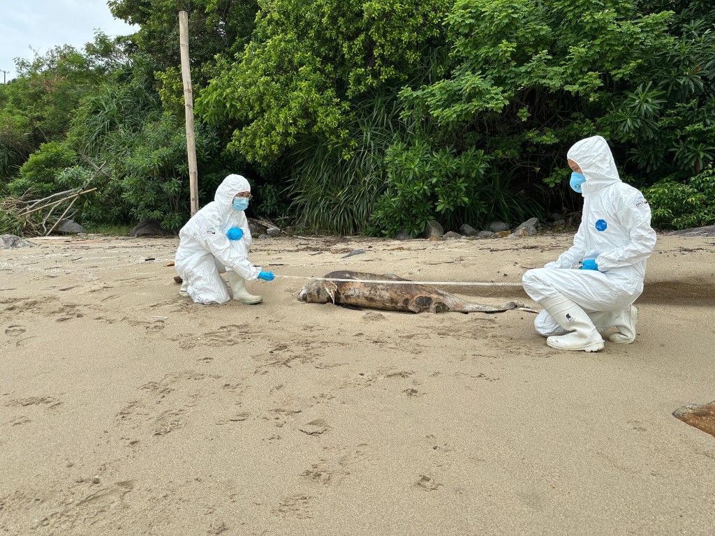 大嶼山上長沙泳灘發現一條江豚屍體。香港海洋公園保育基金提供