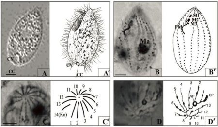 專家研究發現是一種名為貪食邁阿密蟲的寄生蟲侵蝕豹鯊的大腦，致豹鯊大批死亡。網圖
