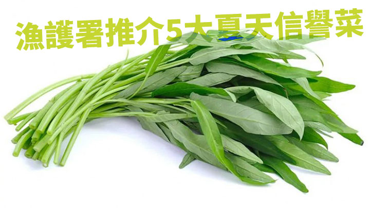 漁護署推介5大夏天信譽菜,其中包括通菜。