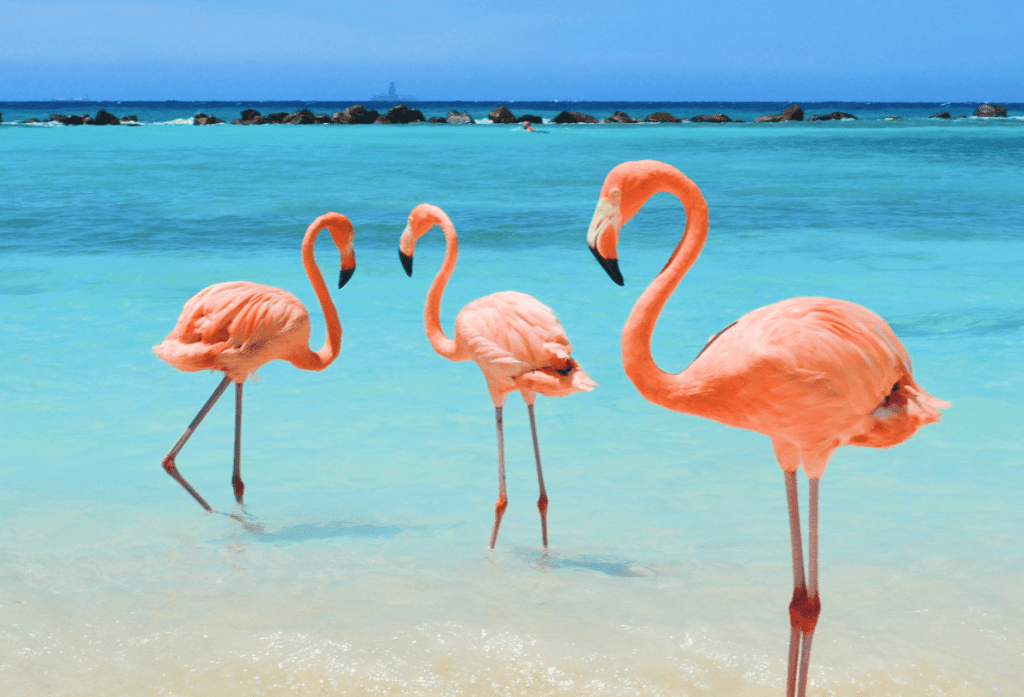 Flamingo(红鹤) Flamingo(红鹤)