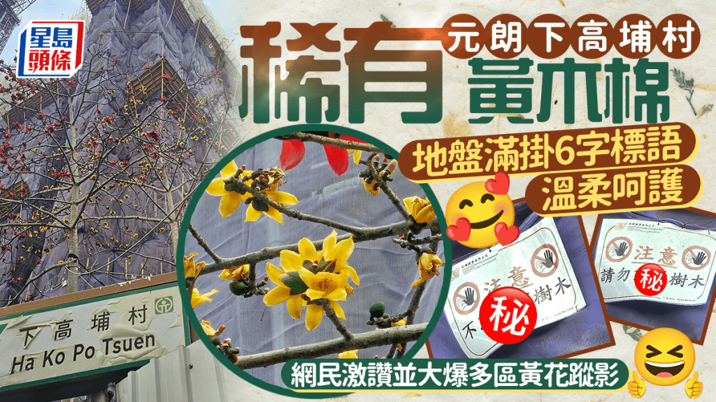 英雄披上黃金甲 元朗地盤滿掛6字標語呵護黃木棉 網民激讚並大爆多區黃花蹤影｜Juicy叮