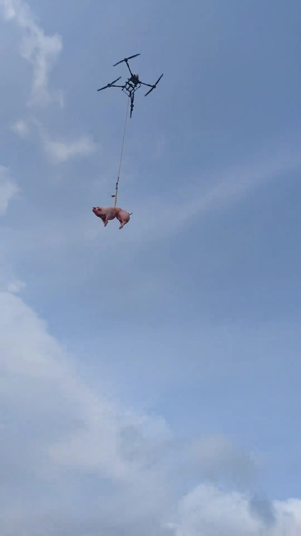村民用无人机吊猪羊上山祭祖。抖音＠五华县佳音婚庆一站式策划