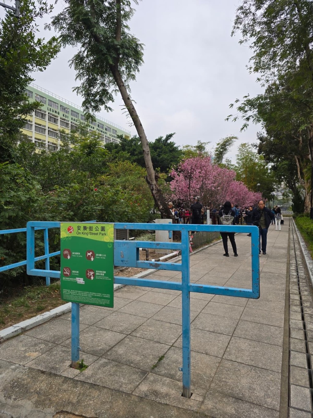櫻花樹數目寥寥可數。threads圖片