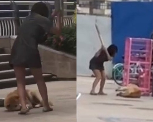女子不滿秋田犬離家出走,當街用木板狂毆。網上圖片