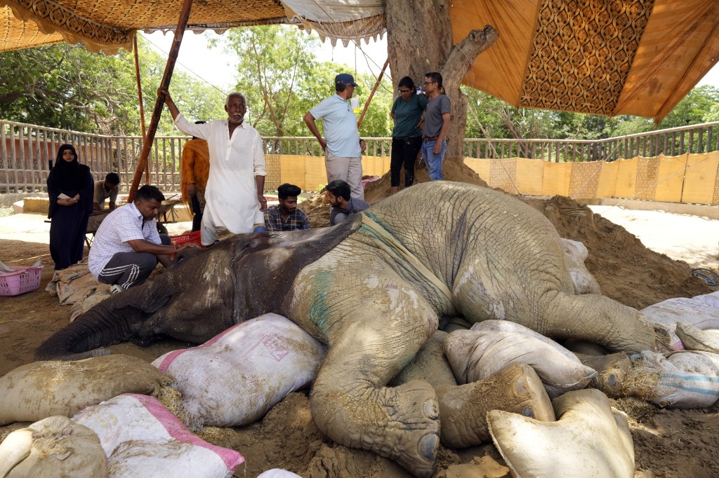 大象洁菡（Noor Jehan）摔倒后不起，动物园工作员努力抢救。(美联社)