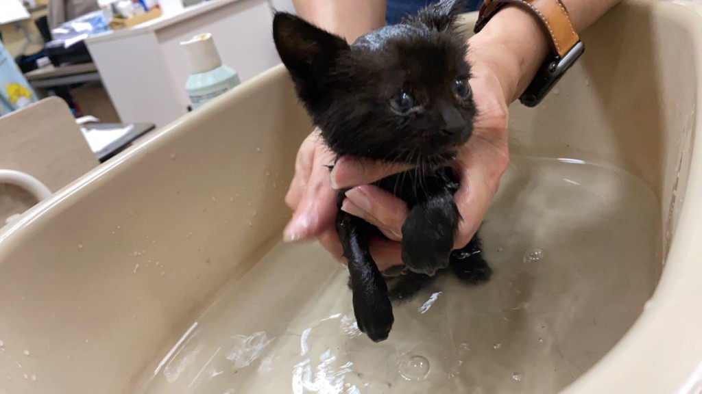 黑色貓仔經沐浴後露出本來可愛的模樣。(大埔人大埔貓fb)