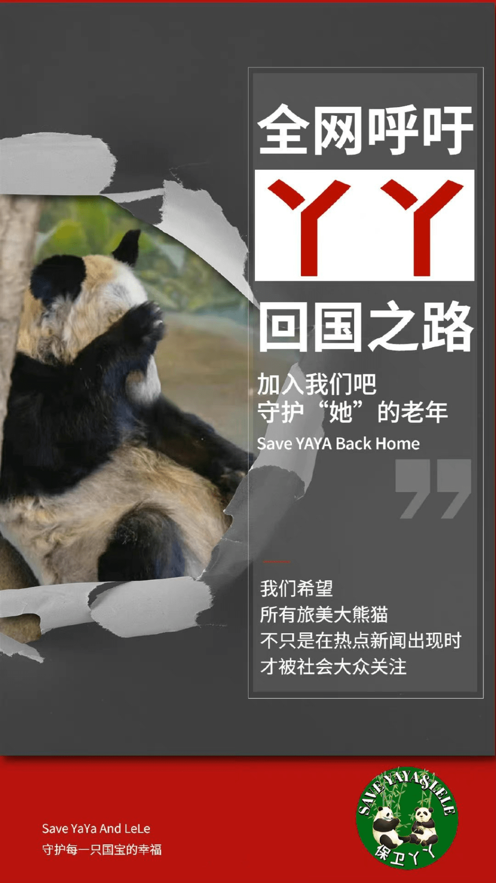 有網民發起呼籲盡早接大熊貓丫丫回國的活動。