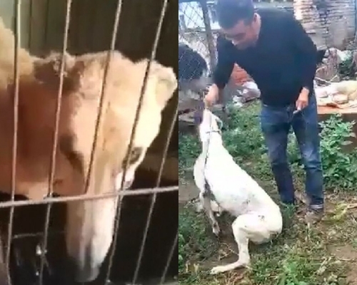 狗隻在退役竟被運到內地當狗肉售賣。