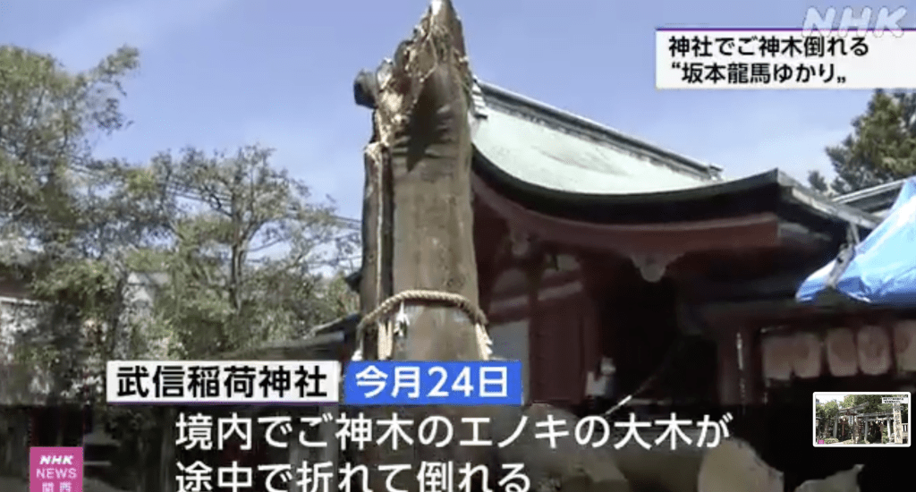 日本京都中京區的武信稻荷神社發生古樹倒塌事故,一棵擁有850年歷史、被當地人尊為「神木」的23米高榕樹,於上周六(24日)上午突然倒塌。 日本京都中京區的武信稻荷神社發生古樹倒塌事故,一棵擁有850年歷史、被當地人尊為「神木」的23米高榕樹,於上周六(24日)上午突然倒塌。