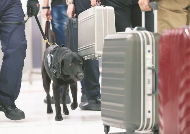 受過訓練的拉布拉多犬嗅聞旅客行李。網上圖片