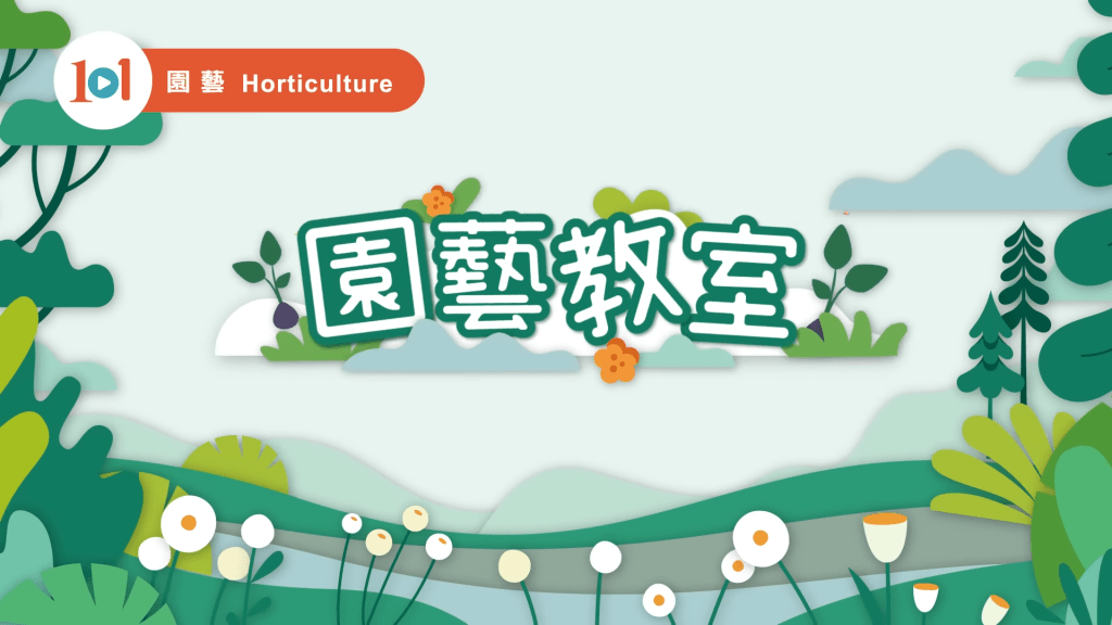 今年康文署特別找來園藝師教小朋友種蜆肉秋海棠。（圖片來源：康文署影片截圖）