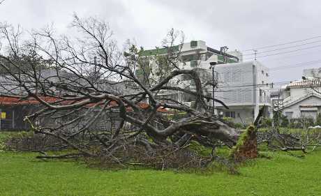 卡努襲沖繩，多棵大樹被吹倒。美聯社
