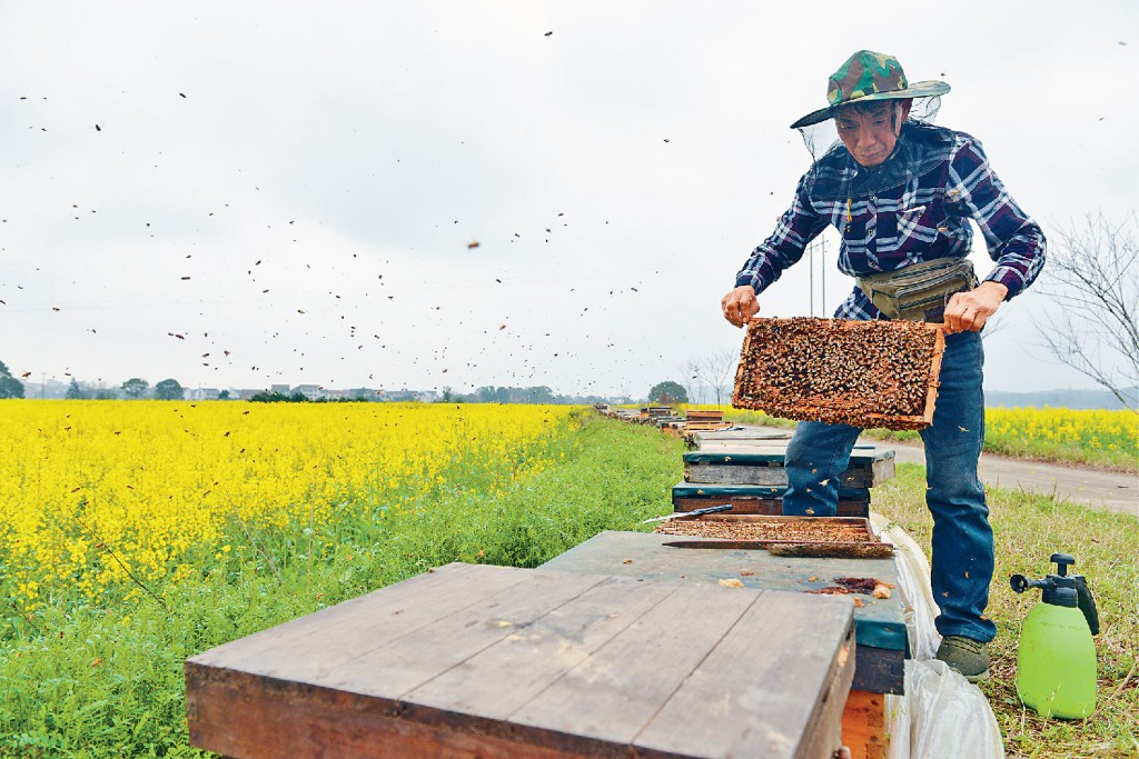 不過，自從人類開始大規模耕作後，便漸漸難以單靠野生蜜蜂授粉。