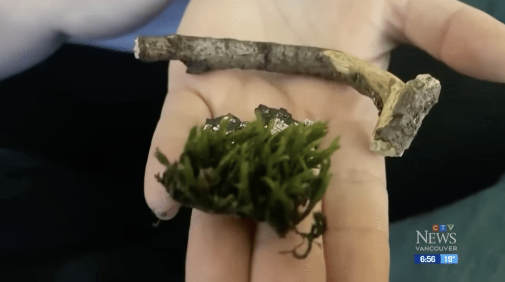 乌鸦送给莉亚的礼物包括大树枝、精致的苔藓球到小鸟巢都有，令人大开眼界。