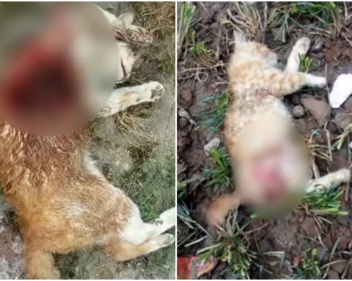 西安某屋苑出现流浪猫杀手。(网图)