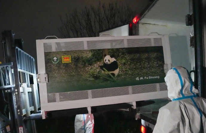大熊猫平平福双已启程赴美。 新华社