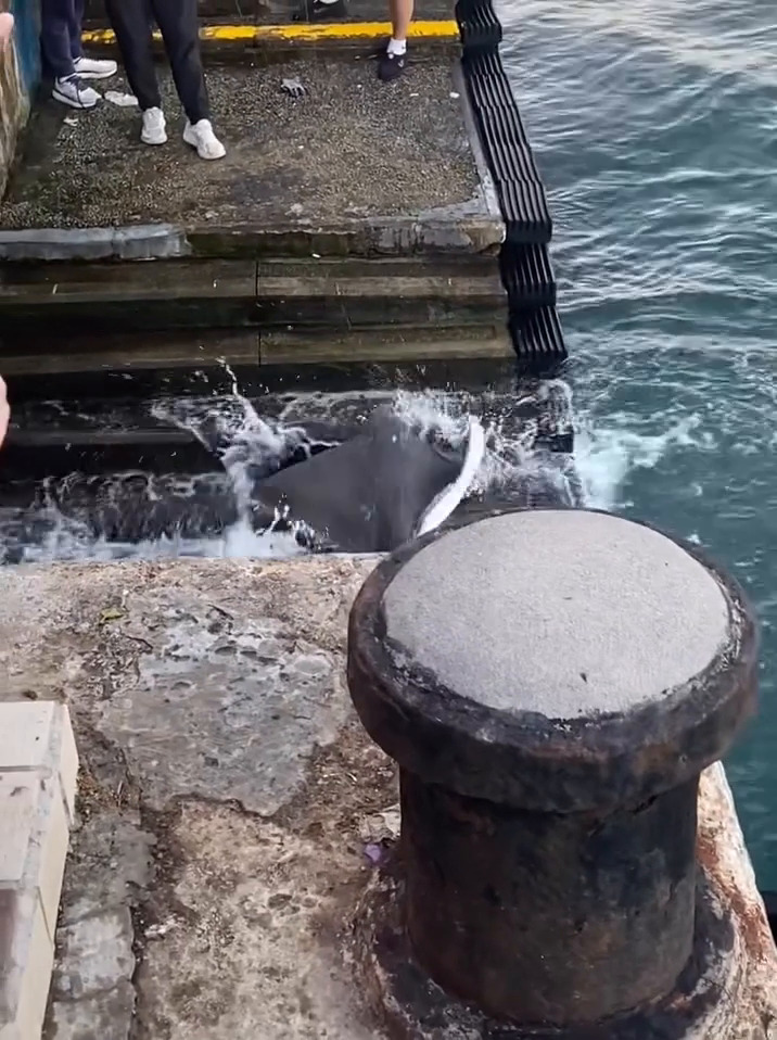 facebook截圖（資料來源：Ken Yu＠facebook筲箕灣西灣河關注組）