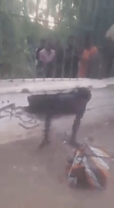 蘇丹喀土穆大學有學生爬牆洞逃脫。網片截圖