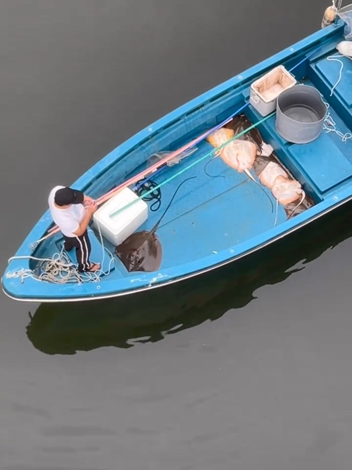 一名男子駕駛小艇到場,撈起至少9條魔鬼魚,有大有小。網上片段截圖 一名男子駕駛小艇到場,撈起至少9條魔鬼魚,有大有小。網上片段截圖