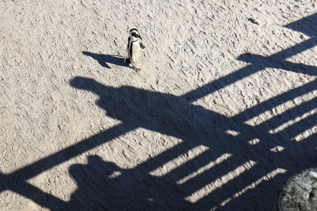 一隻非洲企鵝在著名的博爾德斯企鵝棲息地的海灘上行走。路透社圖片