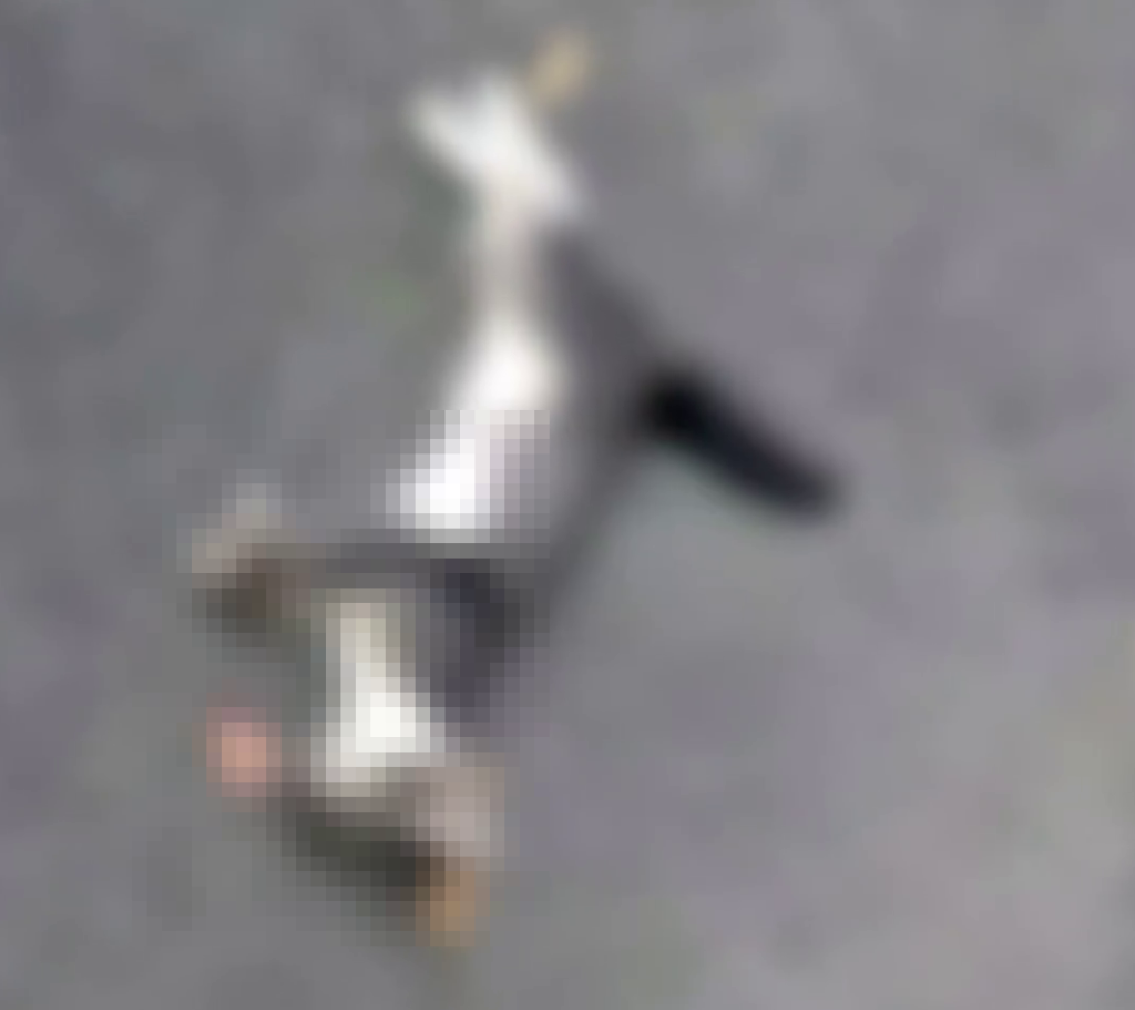 被虐殺的貓死狀恐怖。 被虐殺的貓死狀恐怖。