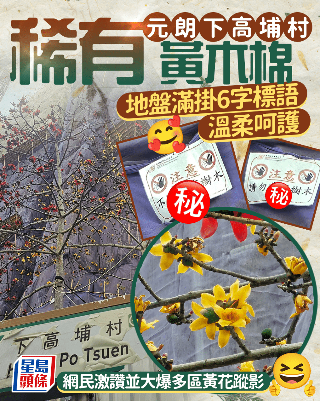 英雄披上黃金甲 元朗地盤滿掛6字標語呵護黃木棉 網民激讚並大爆多區黃花蹤影｜Juicy叮