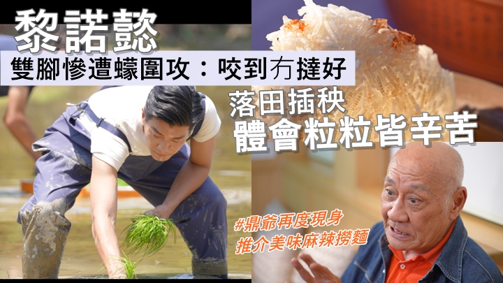 黎諾懿落田插秧體會粒粒皆辛苦,雙腳慘遭蠓圍攻:「咬到冇撻好。」