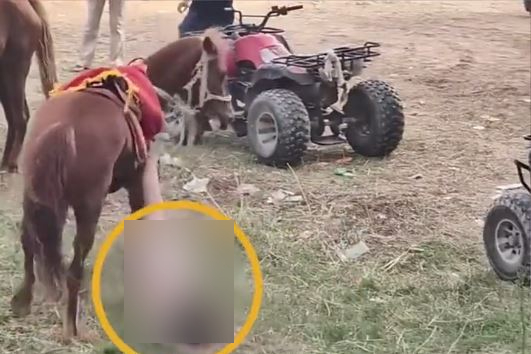 河南8岁男童遭狂马「倒树葱」拖行数百米惨死。