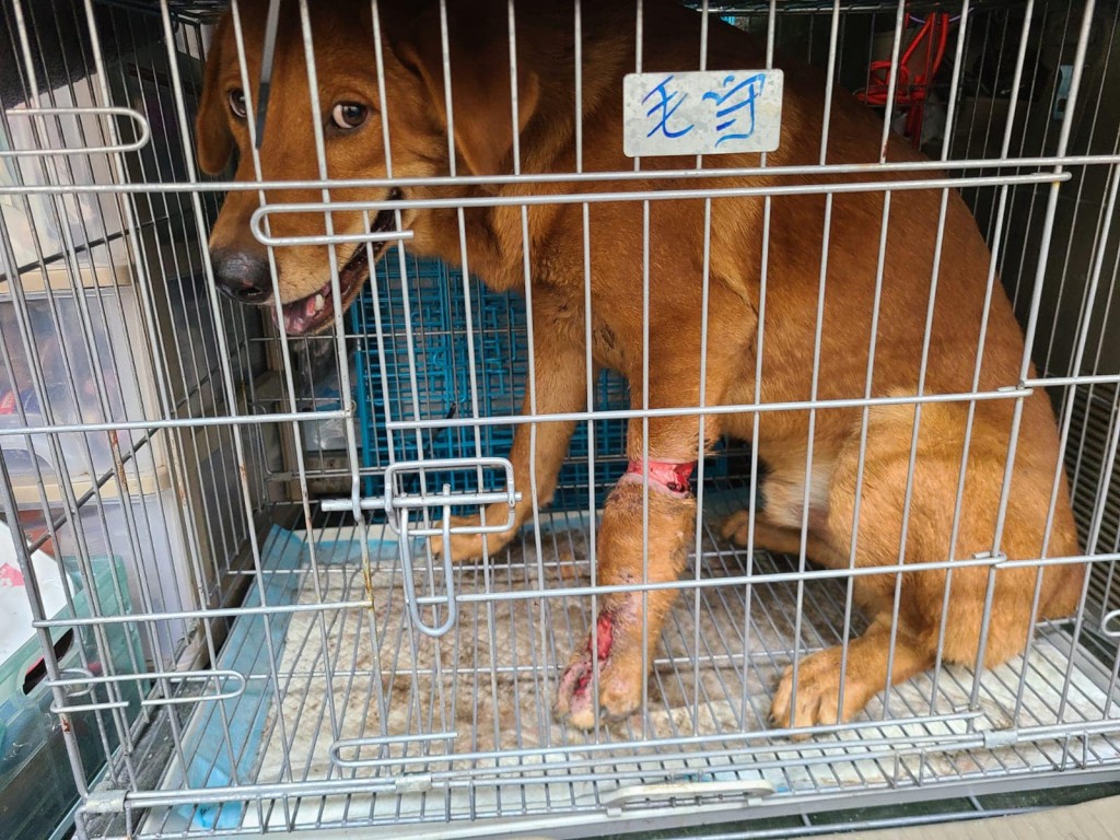 不时有流浪狗被捕兽器夹至重伤见骨，需要截肢保命。毛守救援fb图片