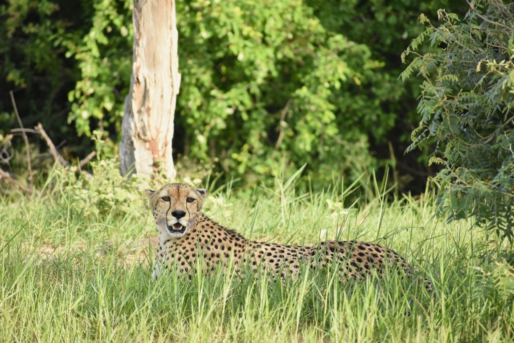 馬圖薩多納野生動物保護區還有多種大型野生動物。 NGO African Parks