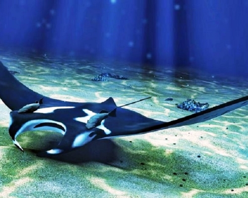 鬼蝠魟。網上圖片