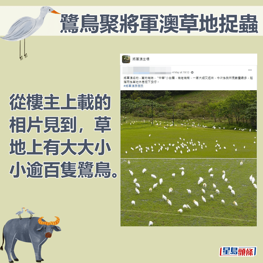 从楼主上载的相片见到，草地上有大大小小逾百只鹭鸟。fb「将军澳主场」截图  ​