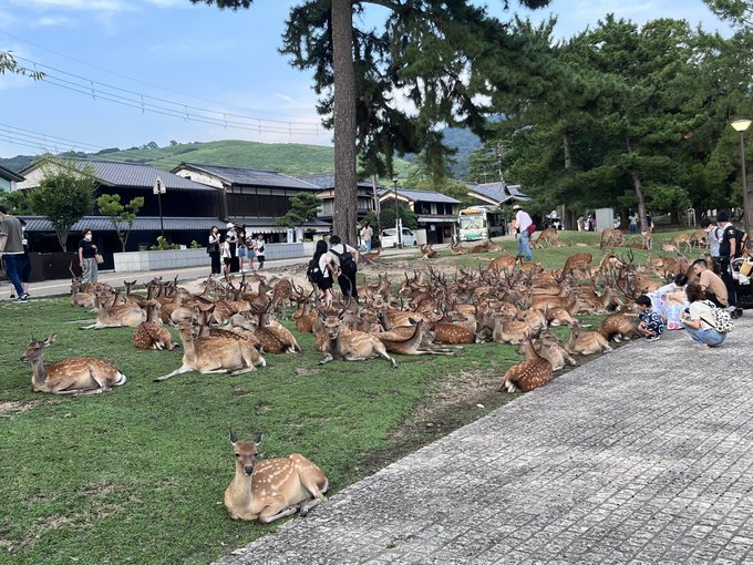 不少日民眾到奈良「探鹿」。 twitter圖