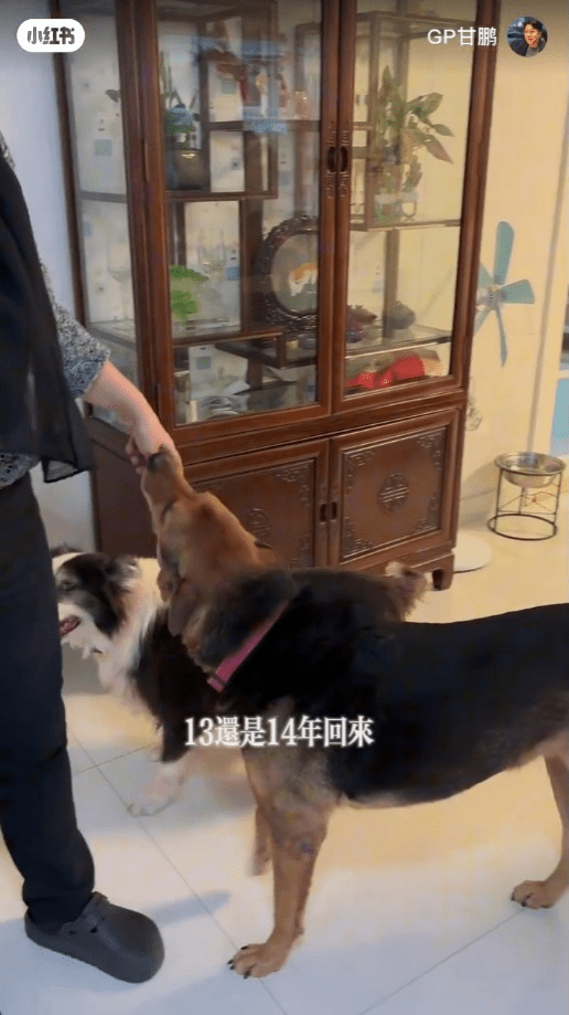 劉雅麗透露家中愛犬都是十多年前在街上撿回來。