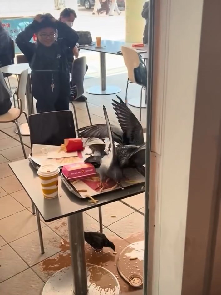 有小童揮手驅趕仍不為所動。threads@sweethxm0428影片截圖