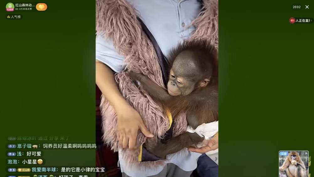 南京動物園疫下關閉缺錢,動物直播賣萌、開放助養,成功籌款救園。