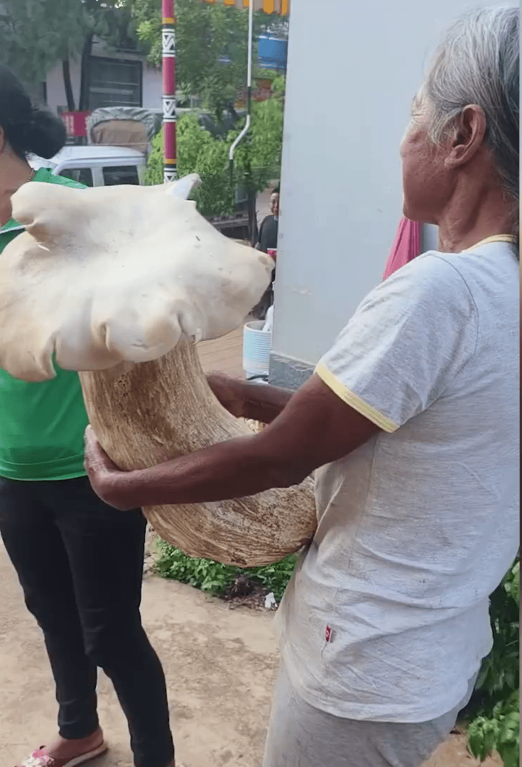 巨型野生蘑菇重3.2公斤雙手才能抱起。