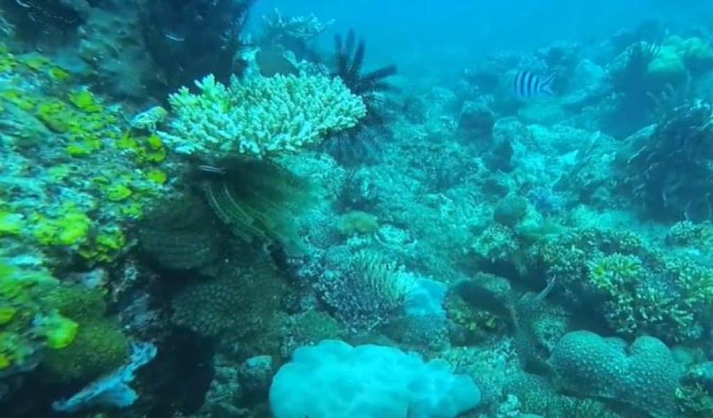 马穆迪岛是亚庇市游客最多的岛屿之一，深受潜水爱好者欢迎。小红书