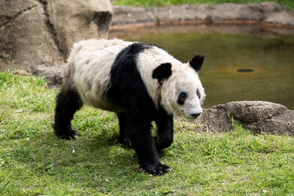 「丫丫」在孟菲斯動物園生活了20年。新華社