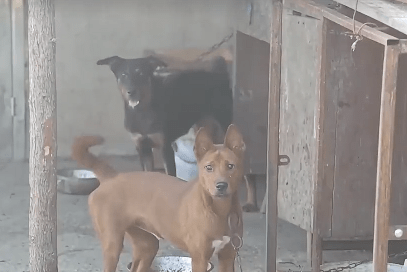 養雞場外的小狗為警方提供關鍵線索。央視新聞