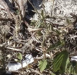 facebook截圖（資料來源：Patty Lee＠facebook將軍澳主場）