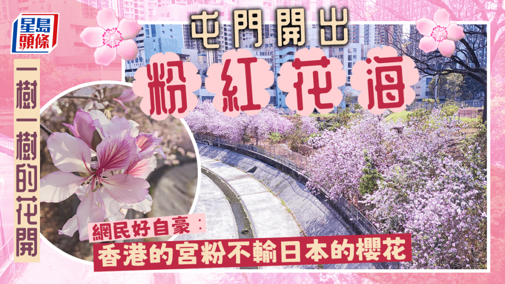 屯門宮粉羊蹄甲爆晒花，網民好自豪：香港靚到吖。圖片授權Leo Lam