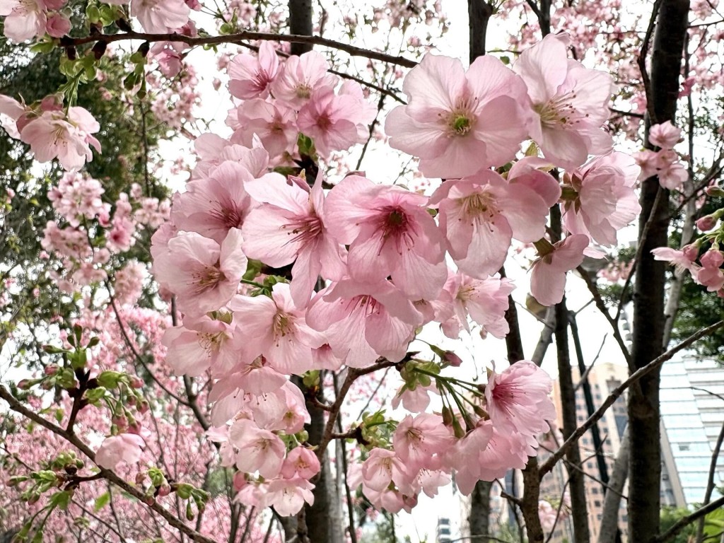 安景街公園櫻花。threads圖片