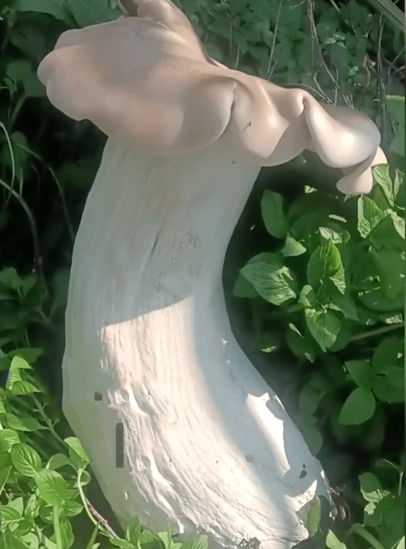 巨型野生蘑菇的发现在当地引起了极大的轰动。
