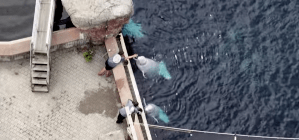「海洋樂園」集遊樂場、水族館及動物園於一身，曾是尼亞加拉瀑布地區的旅遊熱點。CBS NEWS新聞畫面截圖