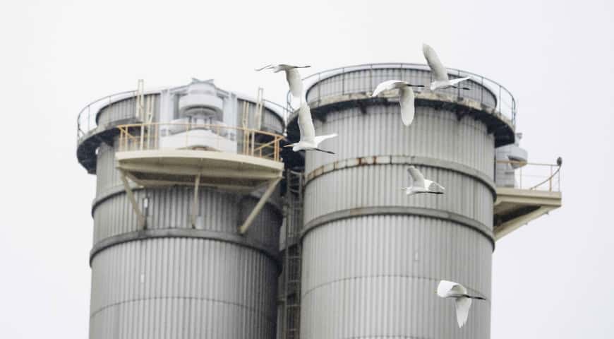 南丫發電廠致力提升生物多樣性，除了綠樹成蔭，更錄得30多種鳥類出沒，附近水域亦發現有綠海龜和迷你珊瑚群，生長狀況良好。