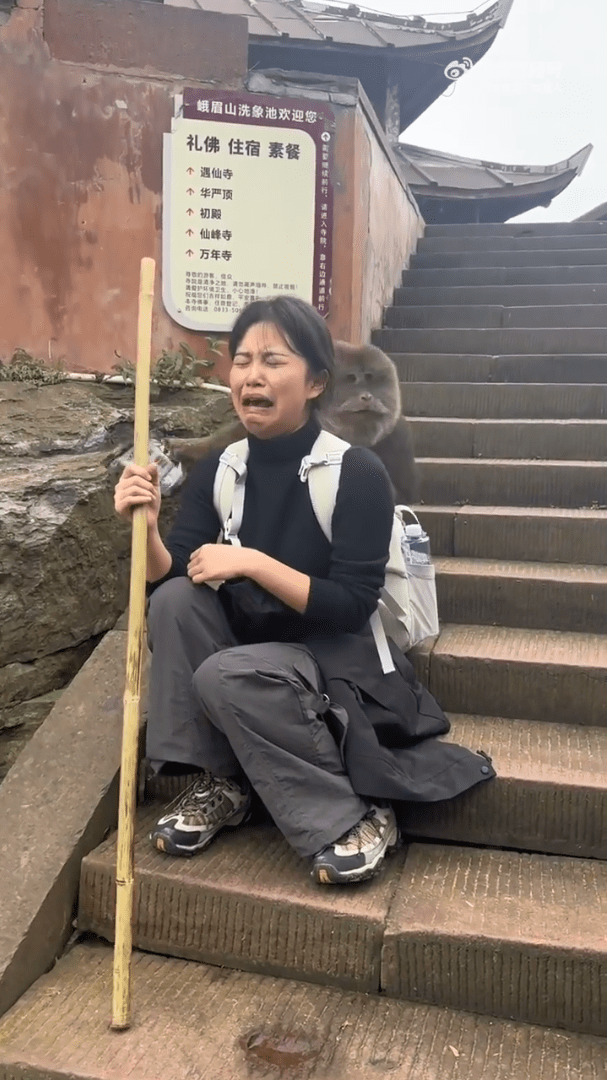 內地女遊客遭猴子搜刮背囊。（微博）